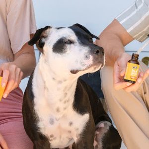 CBD Oil for Dogs