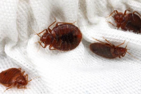 Eliminate Bed Bugs