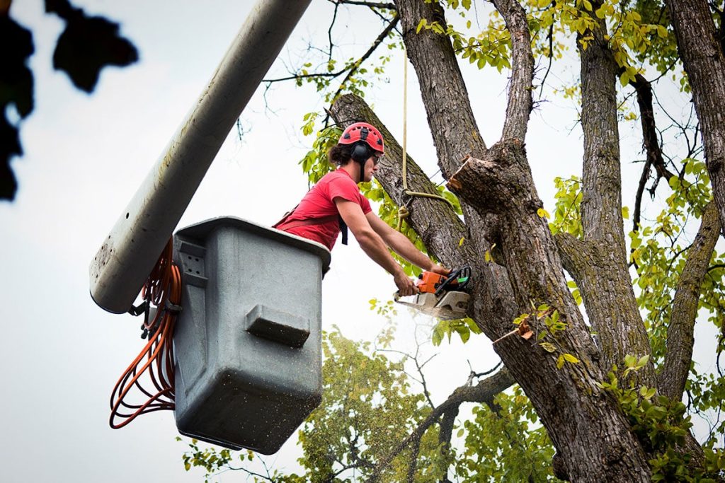 Tree Surgery Services